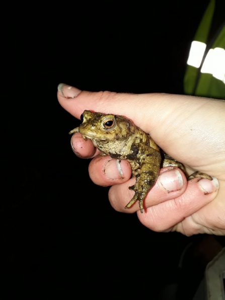 Keeping it Wild helping toads cross the road in Strelley