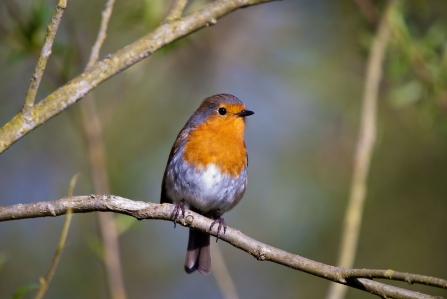 Robin at Attenborough NottsWT cpt Rob Pettifer.jpg