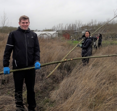 Staff from Park Plaza get to grips with the replacement willow trees