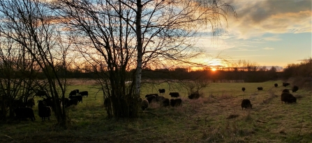 Our herd or Hebridean sheep at sunset