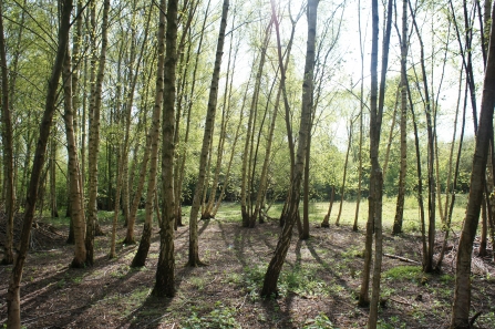 Woodland at Skylarks Nature Reserve by David Barker