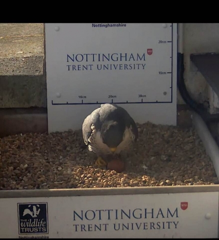 The first peregrine egg of 2019