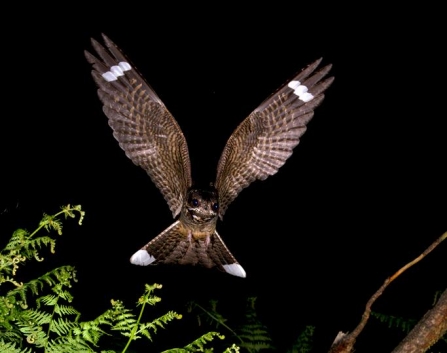 Nightjar by John & Eileen Smith