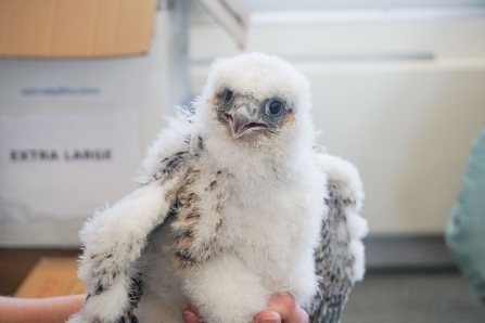 One of three peregrine falcon chicks ringed