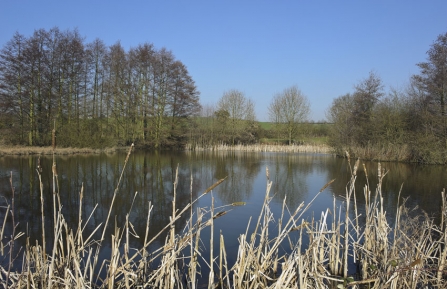 Reed Pond, Lambley by Paul Fitzgerald