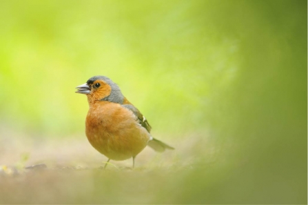 chaffinch