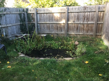 Cath's pond work in progress with plants