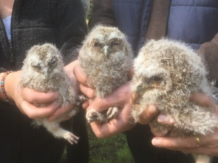 tawny owlets