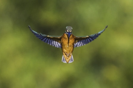 Kingfisher at Attenborough Nature Reserve Delta Hide by Paul Gregory