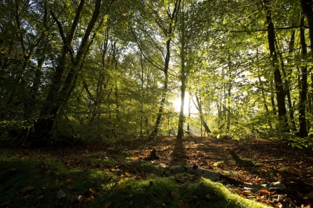 Sun filtering through trees at Strawberry Hill Heath