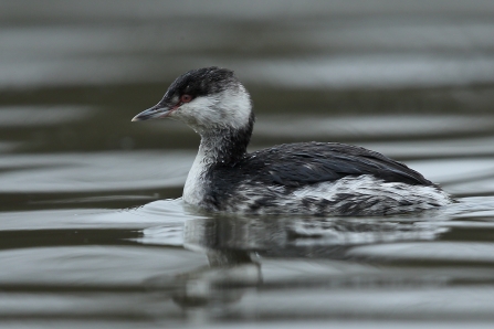 Slavonian Grebe