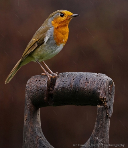 Robin on perch