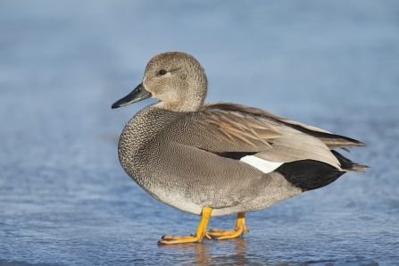 Male gadwall