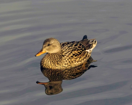 Female gadwall