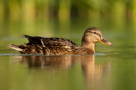 Female mallard