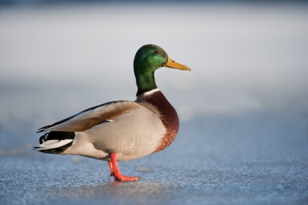 Male mallard