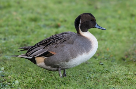 Male pintail