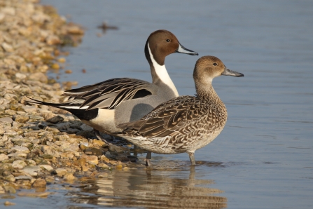 Female pintail