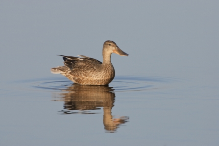 Female shoveler