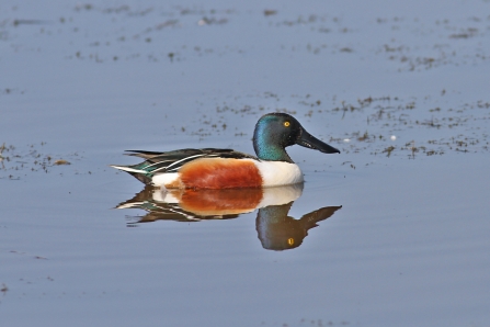 Male shoveler