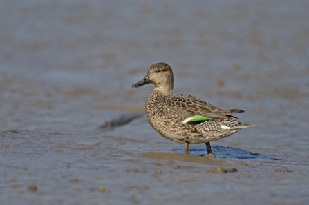 Female teal