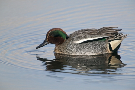 Male teal