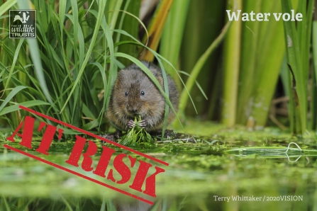 Water Voles at risk from HS2