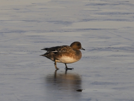 Female wigeon