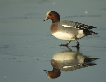 Male wigeon