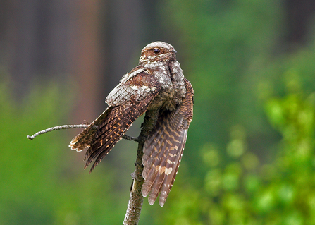 Nightjar Clumber border plantation, Thoresby Estates