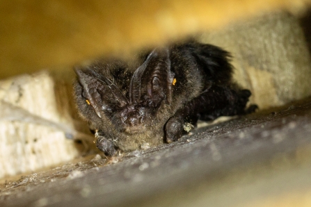 Barbastelle bat viewed from below in a Ploughman Wood bat box