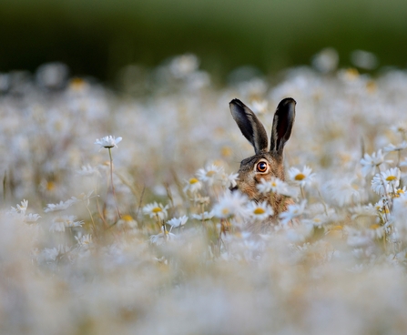 Brown hare in a meadow of oxeye daisies