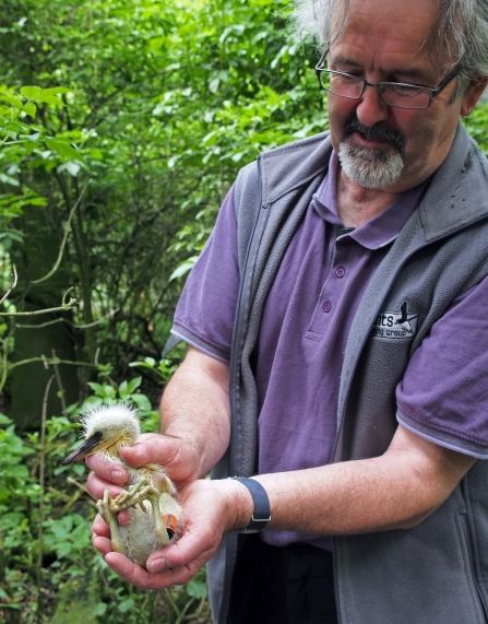 Ringer Jim Lennon with Little Egret Chick