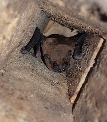 Noctule bat - Ploughman Wood - Michael Walker