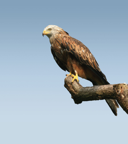 Red kite