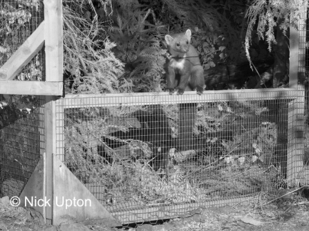 A pine marten being released back into the wild