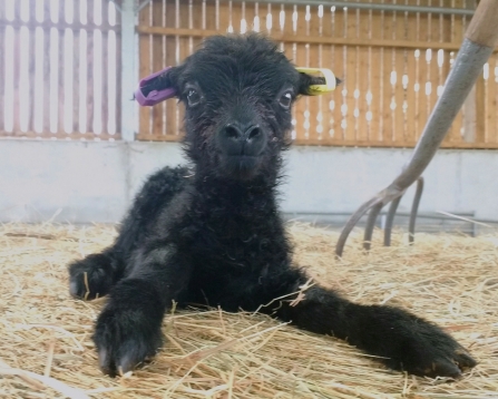 Youngest girl of the lamb quadruplets born April 2020