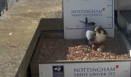 Three peregrine eggs in nest