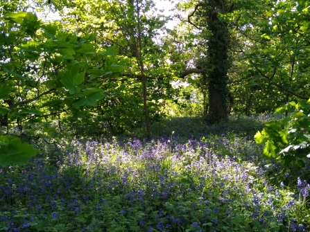 Bluebells in Bunny Woods