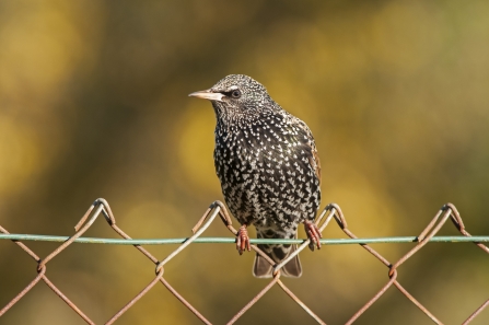 starling on wire fence