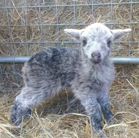 2020 conservation grazing lamb