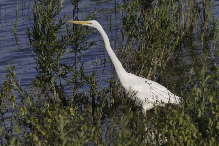 Great White Egret Chainbridge Lane, Idle Valley NR