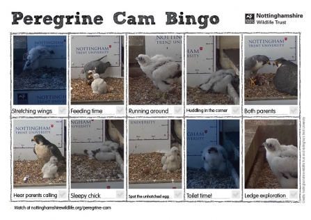 Peregrine Cam Bingo