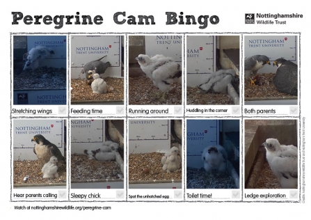 bingo card of images to spot