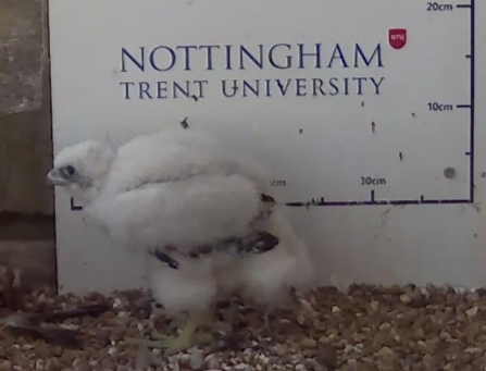 adult feathers showing on peregrine falcon chick