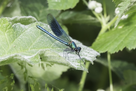 Male Banded Demoiselle on leaf