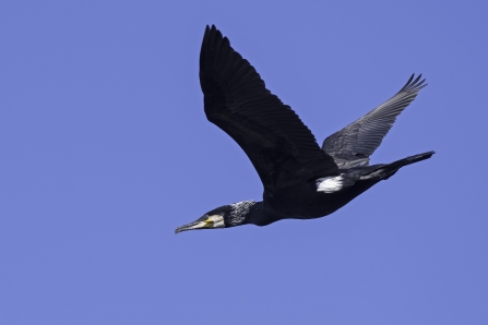 Cormorant in Breeding Plumage