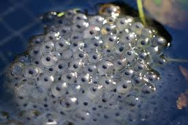 Ellie's frogspawn