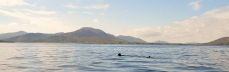 Solitary basking shark