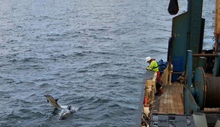 Dolphin alongside ship